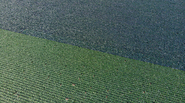 Aerial view of contrasting textures of dark and green cabbage fields under the summer sun, Alkmaar, North Holland, Netherlands.