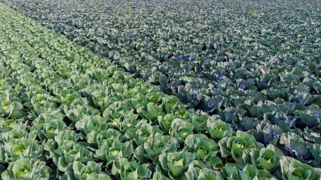 Aerial view of symmetrical rows of vibrant green and blue cabbages stretch across the landscape, creating a textured mosaic, Alkmaar, North Holland, Netherlands.