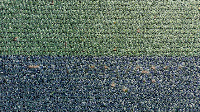 Aerial view of a patchwork of green and blue cabbage fields, creating a textured landscape from above, Alkmaar, North Holland, Netherlands.