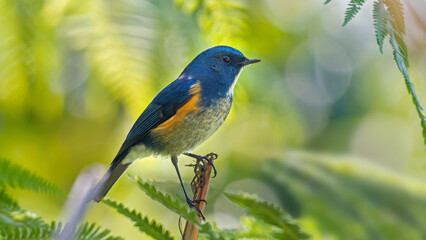 Vibrant Himalayan bluetail (Tarsiger rufilatus) perched on a tree branch in natural forest light, Kalimpong, West Bengal, India. Wildlife close-up showing tropical bird species and natural habitat