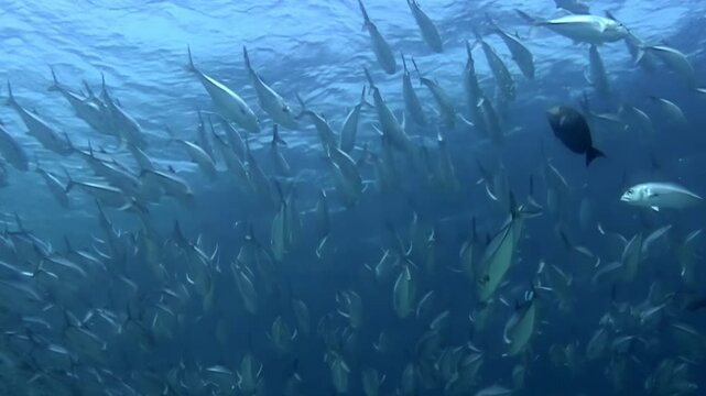 Observe schooling fish creating mesmerizing patterns in the blue waters off Sipadan Island, Indonesia. Witness the underwater ballet as they swim together near the reef.