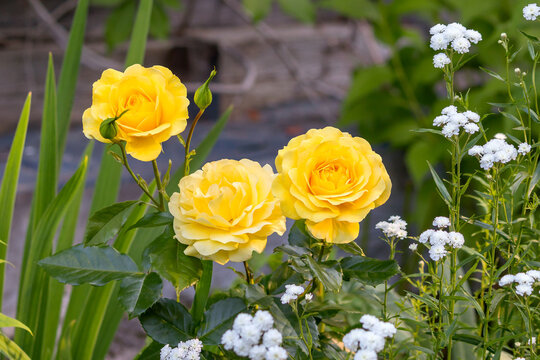 Blooming bush of floribunda rose Inca in a summer garden plot.
