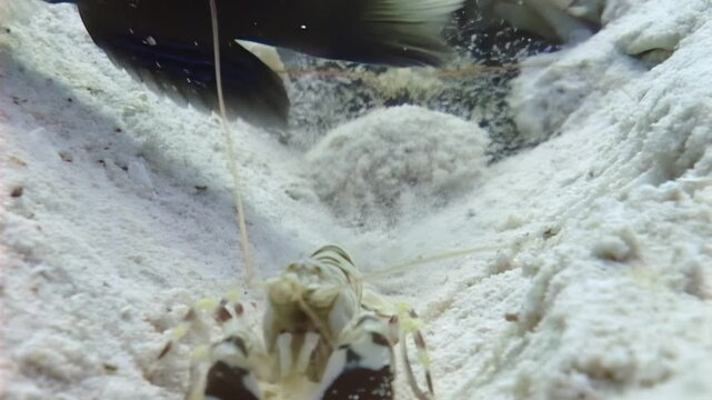 Witness a Banded Coral Shrimp
