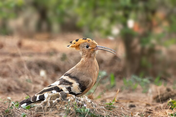 A beautiful close up view of a Common Hoopoe or Eurasian Hoopoe (Upupa epops), the bird is foraging on field in a blurred background. Kolkata, West Bengal, India © Shubhrojyoti