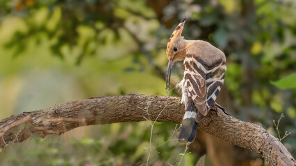 A Common Hoopoe or Eurasian Hoopoe (Upupa epops) perched on a tree branch in a green blurred background. West Bengal, India © Shubhrojyoti
