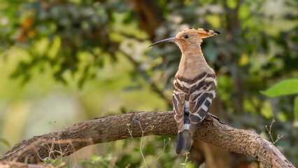 A Common Hoopoe or Eurasian Hoopoe (Upupa epops) perched on a tree branch in a green blurred background. West Bengal, India. © Shubhrojyoti