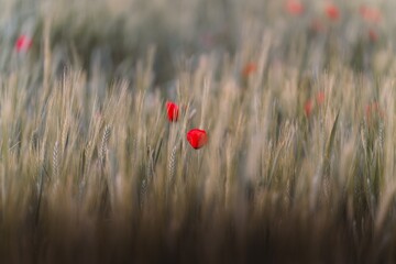 Naklejka premium Vibrant red poppy flowers blooming in a golden wheat field with a soft, blurred background.