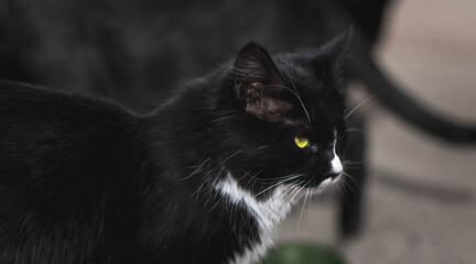 animals in their habitat © Javy Lopez Photo