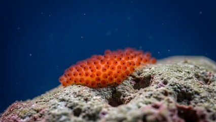 Vibrant Orange Coral on Rocky Ocean Floor. © MDigital Art Studio