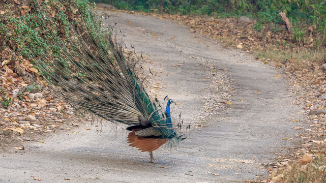 Experience the magic of Indian Peafowl (Peacock) or Pavo cristatus dancing at Jim Corbett National Park, as these majestic birds create a symphony of beauty and grace