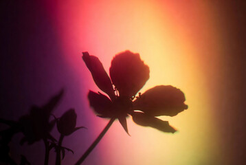 Soft flower shadow on a yellow pink gradient background with warm tones, creating a dreamy, romantic aesthetic, perfect for modern design and branding.