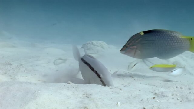 A black-striped fish plunges its head into the white sand, apparently searching for food in the Bahamas. Other fish, of different sizes and colors, swim nearby, also hunting for sustenance.