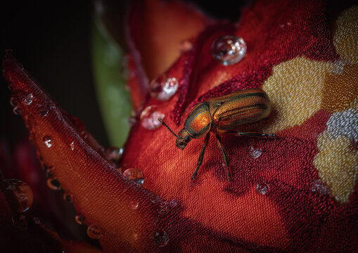 AI generator images of insect in the picture is a type of beetle, which may be a European chafer or a Japanese beetle.