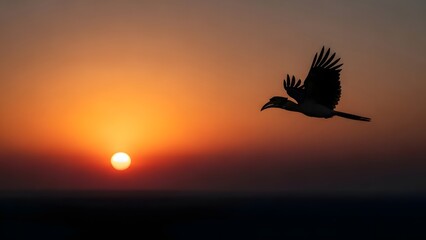 Silhouette of a hornbill bird flying at sunset over the horizon, warm orange sky