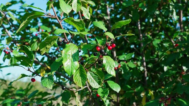 Alder buckthorn (Frangula alnus) is a deciduous shrub with slender branches and small dark green leaves. It produces clusters of small berries that turn black when ripe. Commonly found in wetlands, 