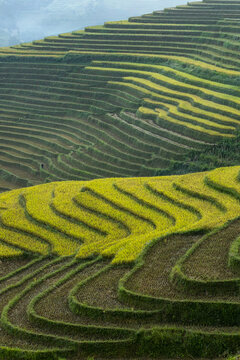 View of vibrant terraced fields cascade down the lush hillsides, creating a striking pattern of green and gold in the landscape, Yen Bai, Vietnam.