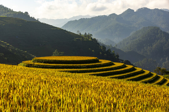 View of golden terraced rice fields cascade down the verdant slopes, contrasting with the distant, misty mountains, creating a serene landscape, Yen Bai, Vietnam.