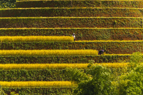 View of golden rice paddies cascade down the hillside in terraced steps, a symphony of agriculture and nature's artistry, Yen Bai, Vietnam.