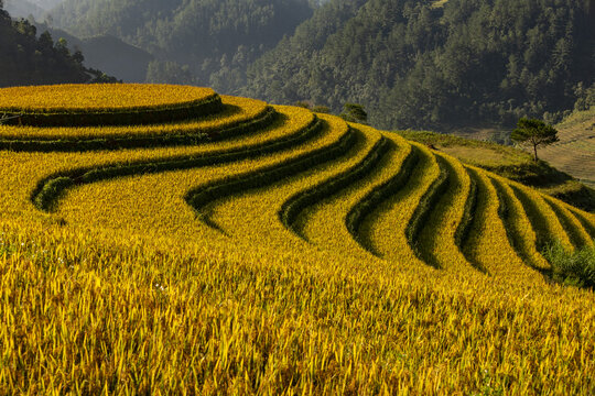 View of golden terraces cascade down the hillside, a symphony of agriculture and nature's artistry under the vast sky, Yen Bai, Vietnam.