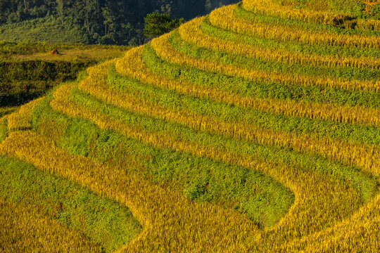 View of golden and green rice terraces cascade down the hillside, creating a vibrant, textured tapestry in the rural landscape, Yen Bai, Vietnam.