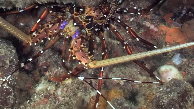 A beautiful painted spiny lobster rests among the coral reefs. This colorful creature stays still, relying on camouflage in its underwater habitat during the daytime.