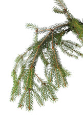 Green spruce branch isolated on white background.