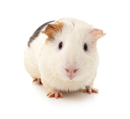 Cute guinea pig isolated on white background.