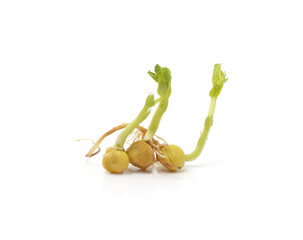 Sprouted peas with green shoots and roots on white background.