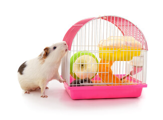 Guinea pig biting the bars of a pink hamster cage on white background.