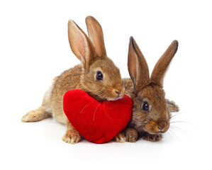 Two cute brown rabbits with a red heart isolated on white.
