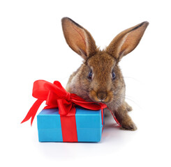 Cute brown bunny with blue gift box isolated on white.