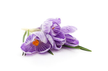 Purple crocus flowers isolated on white background.