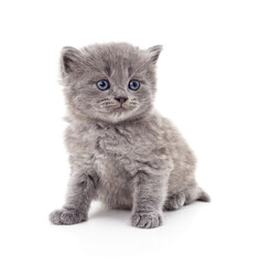 Small grey kitten isolated on white background.