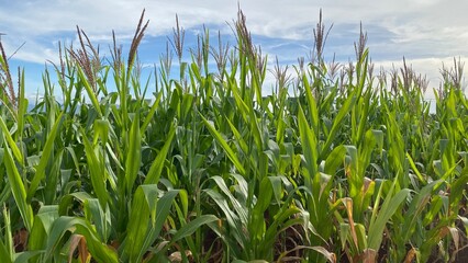 Green Corn Field Growing on Red Soil Farmland
