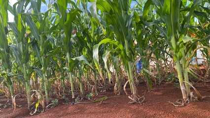 Obraz premium Green Corn Field Growing on Red Soil Farmland