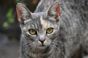 Fototapeta premium Close up portrait of a cat