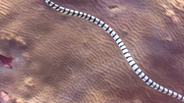 A black and white banded sea krait gracefully navigates through colorful coral reefs during the day. The snake is likely searching for a meal in its natural habitat.