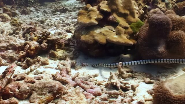 A Banded sea krait slithers along the seabed in its natural habitat. The reptile navigates around vibrant coral formations under the bright midday sun in South East Asia.