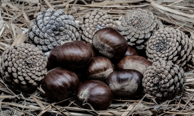 A composition of a typically autumnal fruit, such as the chestnut, which enhances its beauty and...
