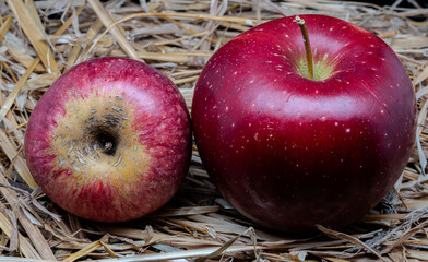 A composition of a typically autumnal fruit, such as the apples, which enhances its beauty and...