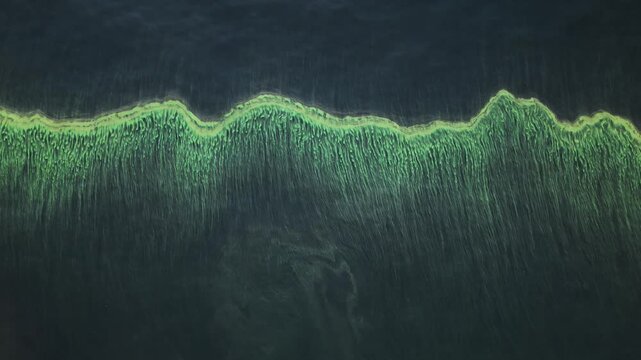 A bird eye view of the lake surface during an algal bloom. Clusters of microscopic algae give the water a green hue, creating an incredible green pattern on the surface.