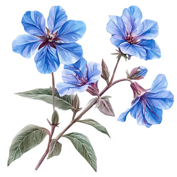 Borage Flower, delicate painting watercolor vector with vivid brush accents, isolated on a white background.