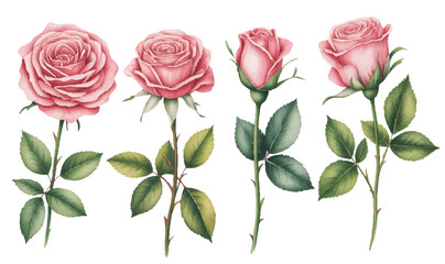 Soft pink roses with natural leaves painted in a delicate watercolor style.