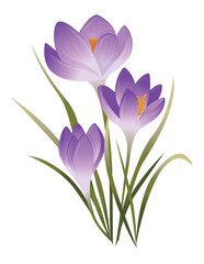 Fototapeta premium Vector illustration of spring crocus flowers. Artistic elements for your romantic designs.