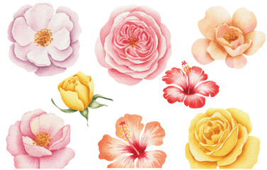 Soft pastel watercolor flower heads painted as gentle botanical blooms.