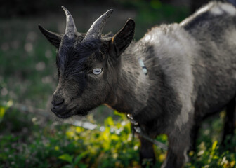 Fototapeta premium Goats