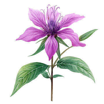 watercolor of Monarda Flower draw, isolated on a white background.