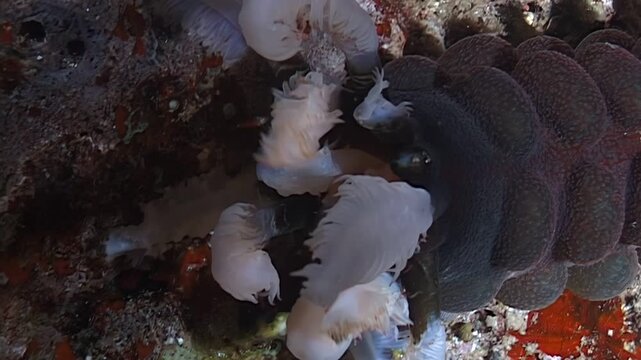 Observe the mesmerizing Eupata godeffroyi sea cucumber feeding off the coasts of Papua New Guinea and Indonesia during the night. Its delicate tentacles collect food in the dark ocean.