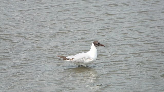 Mouette rieuse (Chroicocephalus ridibundus) marchant dans l'eau peu profonde
