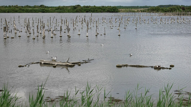 Vieux piquets en bois et bois flott&eacute; dans une lagune calme avec des mouettes